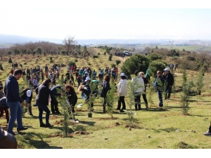 Gebze’de Öğrenciler 2 Bin 500 Fidanı Toprakla Buluşturdu