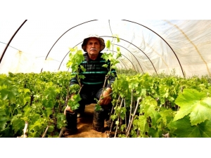 Budanan Bağ Çubuklarını Fidana Dönüştürdü