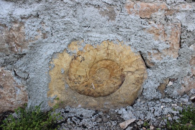 Vatandaş, 65 Milyon Yıllık Dev Fosili Evinin Duvarına Taş Olarak Kullanmış
