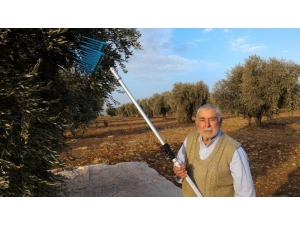 ’Zeytinin Anavatanı’’ Kilis İddiası