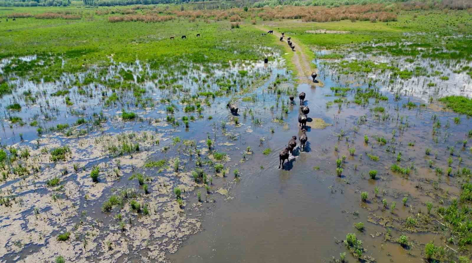 eber-golu-nde-olusan-manzara-serengeti-parki-ni-aratmadi