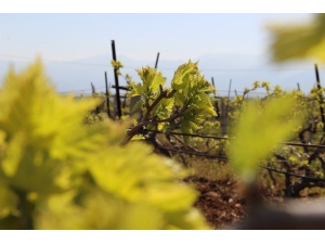 Üzümün Başkentinde Bağlar Göz Verdi, Üretici Umutlu