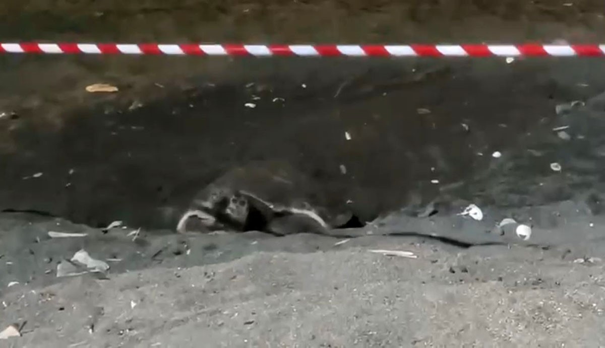 koruma-alani-disina-yuva-yapan-caretta-caretta-icin-seritli-tedbir
