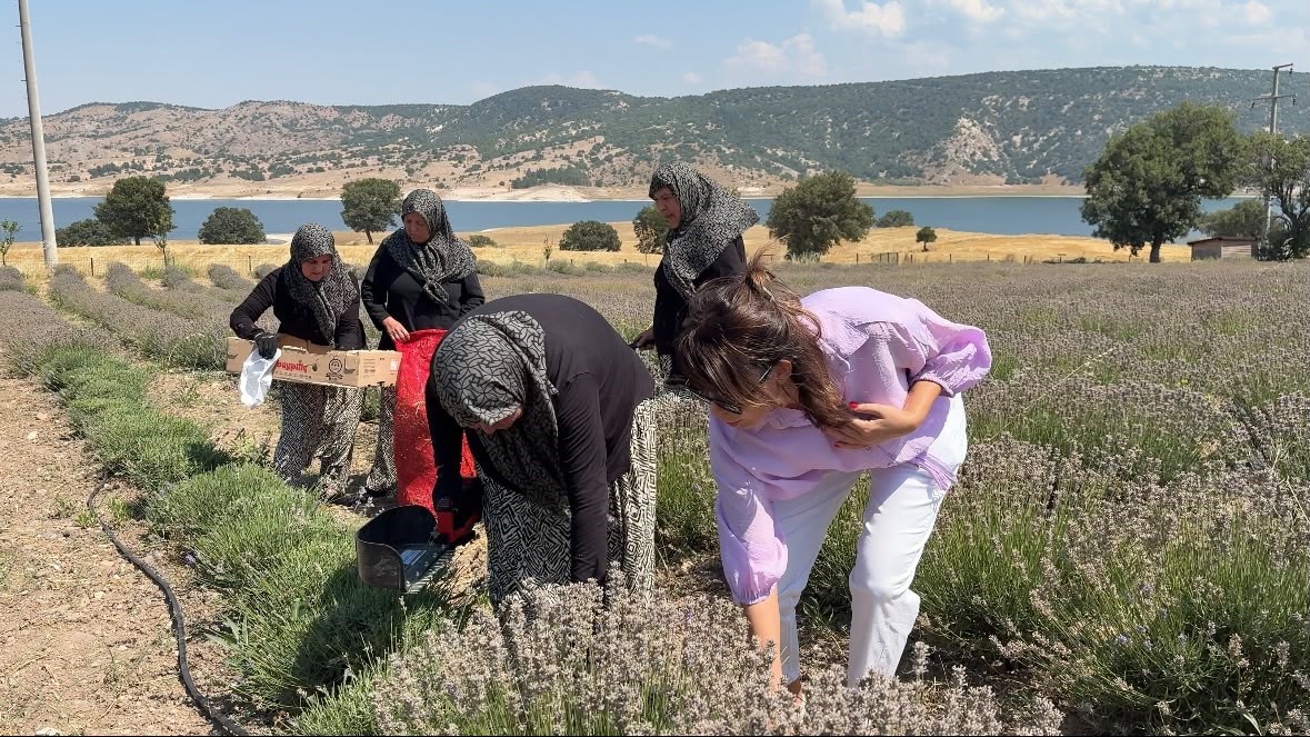 kutahya-da-5-yillik-lavanta-emeginin-hasadi-kadinlara-umut-oldu