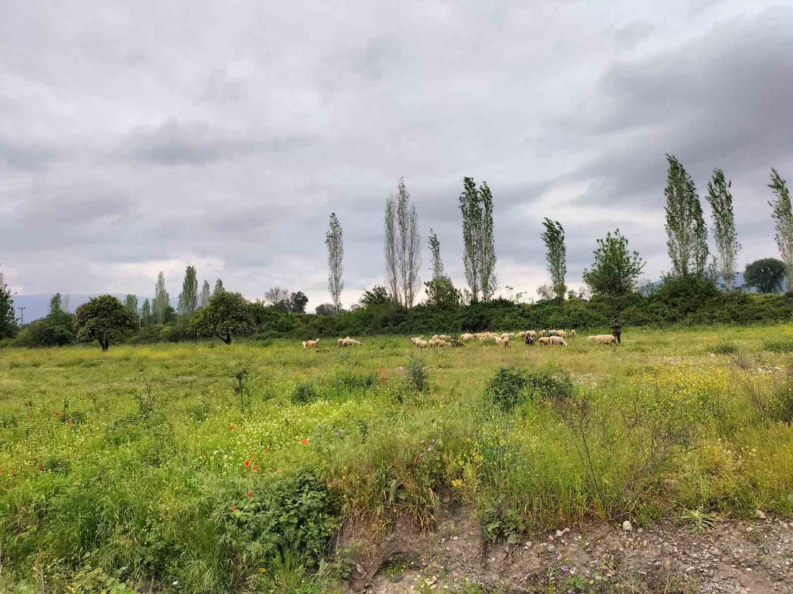 koycegiz-de-yagislar-ot-verimini-artirdi