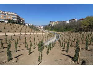 Kaşgaldere Mesire Alanına 6 Bin Fidan Dikildi