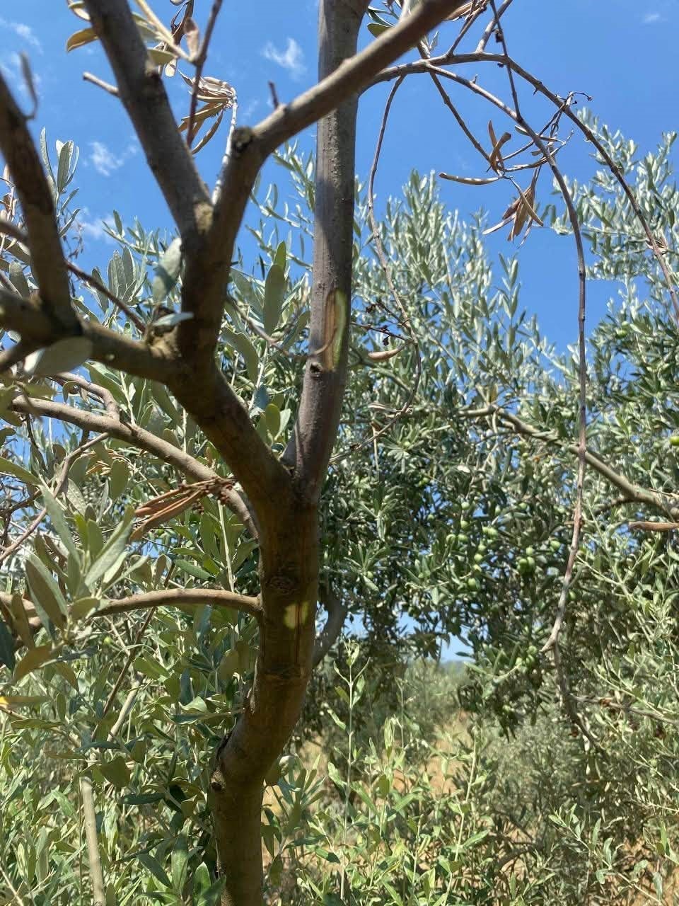 mentese-de-zeytin-agaclarinda-verticillium-solgunlugu-kontrolleri-yapildi