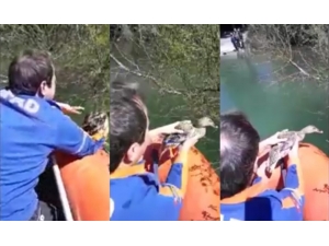 Misinaya Takılan Ördek Afad Tarafından Kurtarıldı