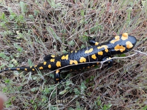 Adana’da Nesli Tükenmekte Olan Semender Bulundu