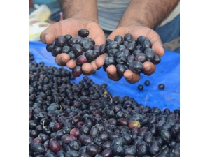Didim Zeytin Ve Zeytinyağında Markalaşmaya Gidiyor