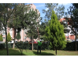 Kocaeli’de Çam Kese Böceğiyle Mücadele Sürüyor