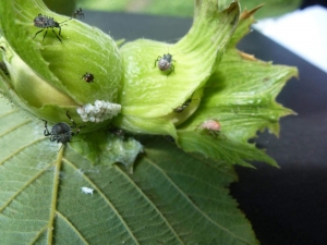 Dünyanın Başı İstilacı Böceklerle Dertte