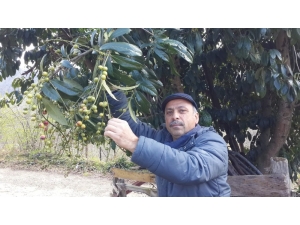 Karayemişler Meyve Verdi