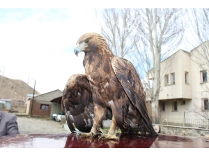 Yaralı Kartala Sahip Çıktılar