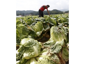 İstanbul’da Mart Ayının Zam Şampiyonu Lahana Oldu
