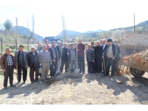 Dereli Köyüne Gelir Getirici Fidan Dikildi