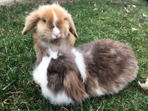 Sincan Hayvanat Bahçesi’nin En Yeni Üyeleri