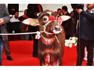 Diyarbakır En Güzel Malağını Seçti