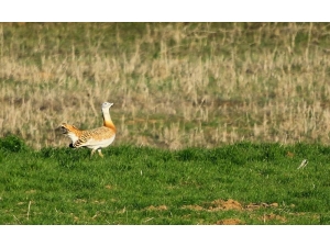 Dünyanın Uçabilen En Ağır Kuşu Türkiye’de Gözlemlendi