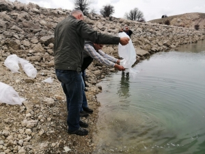 Antalya’da 3 Gölete 50 Bin Yavru Sazan Balığı Bırakıldı