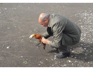 Tedavisi Yapılan "Angıt" Kuşu Doğaya Bırakıldı