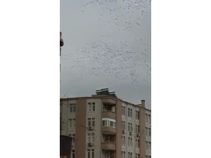 Adana Semalarında Leyleklerden Görsel Şölen