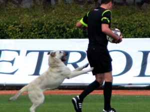 Sahaya Önce Köpek, Sonra Taraftar Girdi