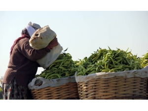 Biber Mart Ayında Hem El Hem De Ağız Yaktı