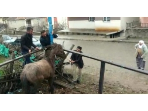 Mahsur Kalan Atı Vatandaşlar Kurtardı
