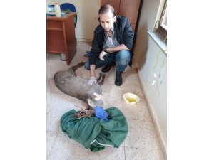 Eskişehir Sınırlarında İlk Kez Görüldü