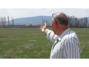 Göç Eden Leylekler Aslanapa’da Mola Verdi