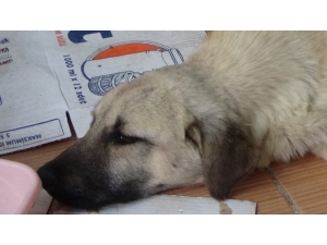 Ayağı Kırılan Köpek Tedavi İçin Özel Nakil Aracıyla İstanbul’a Götürüldü