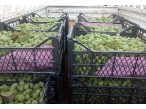 Kayısı Çağlasının Kilosu 10 Liradan Alıcı Buluyor