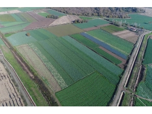 Türkiye’nin Kırmızı Pancar İhtiyacını Samsun Karşılıyor
