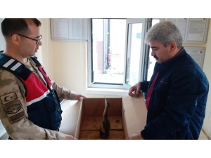 Hint Balıkçıl Kuşuna Jandarma Şefkati