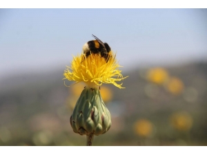 Kuşadası’nda Tülüşah Koruma Çalışmaları Devam Ediyor