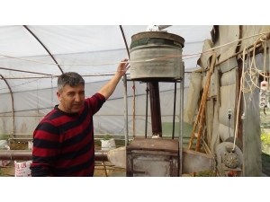 Yarasa Gübresi Kullanarak Üretim Yapıyor