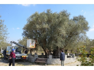 Kırkağaç’taki Bin 657 Yıllık Zeytin Ağacına Bakım