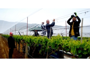 Sarıgöl’de Üzüm Bağlarına Dolu Önlemi