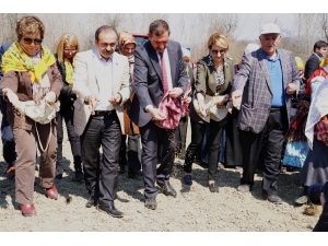 Kastamonu’da Bu Yıl 300 Dönüm Arazide Kendir Ekilecek