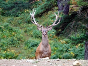 75 Kızıl Geyik Doğaya Salındı