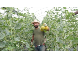 Türkiye’nin İlk Kavun Hasadı Mersin’de Başladı