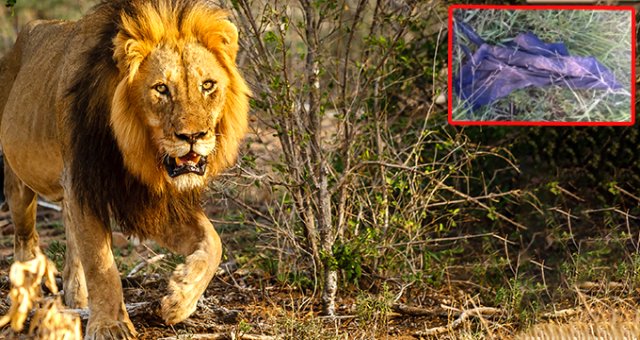 Parktaki Filin Ezerek Öldürdüğü Gergedan Avcısını Aslanlar Yedi
