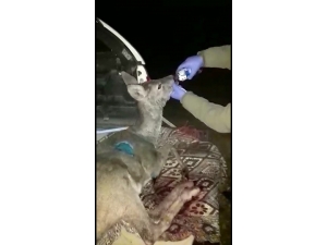 Yaralı Halde Bulunan Hamile Karaca, Tedavisi Sonrası Doğaya Salındı