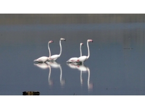 Gelingüllü Barajı Göçmen Kuşların Durağı Oldu