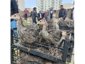 Mardin’de Çiftçilere 12 Bin 500 Adet Hindi Palazı Dağıtıldı