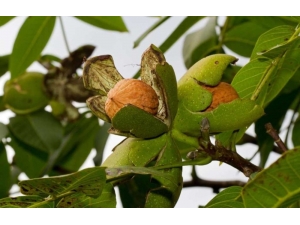 Antalya’da Ceviz Üretimi 6 Bin 396 Tona Ulaştı