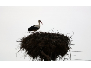 Leylekler Elektrik Direğini Mesken Tuttu