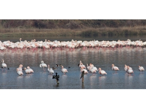 Hersek Lagünü Göçmen Kuşları Misafir Ediyor