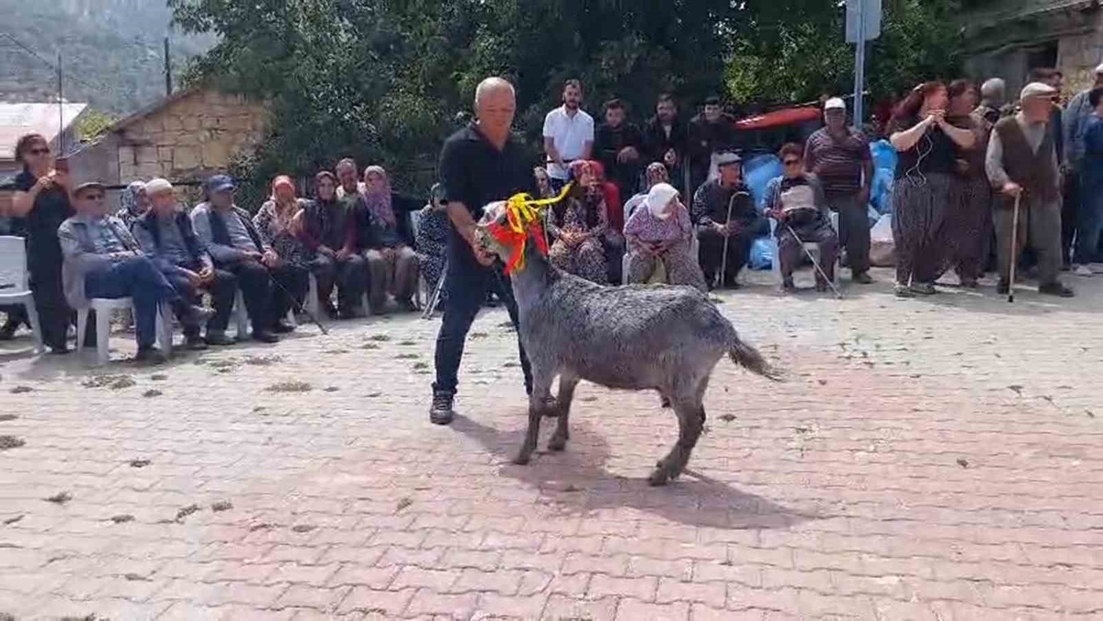 mut-ta-keci-guzellik-yarismasi-duzenlendi